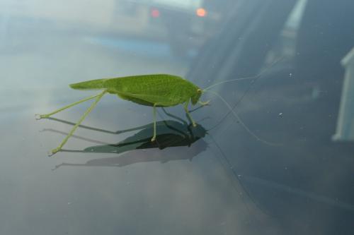 Phaneroptera nana